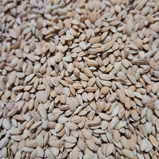 5kg Lúa Nhật lúa tròn nếp cho gà đá, hạt lúa tròn mập dùng tốt cho gà nòi gà che