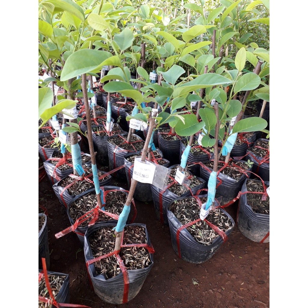 Cây giống Mãng Cầu Na hương vị Sầu Riêng. [ hoàn xu xtra + ] (Freeship Xtra, Voucher Xtra +)