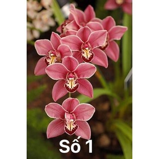Củ hoa địa Lan luân(1 củ to) _Chuẩn giống