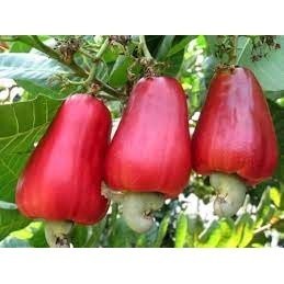 Cây giống điều đỏ - cây giống chuẩn