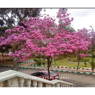 Cây giống hoa phong linh tím - cây giống chuẩn