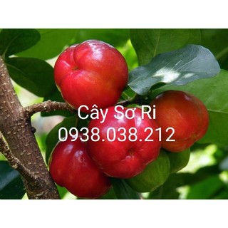 Cây giống sơ ri