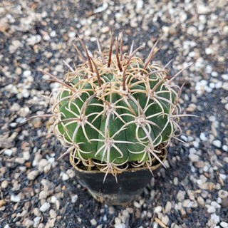 Xương rồng Melo gai kiếm hàng gieo hạt rất đẹp size~6cm