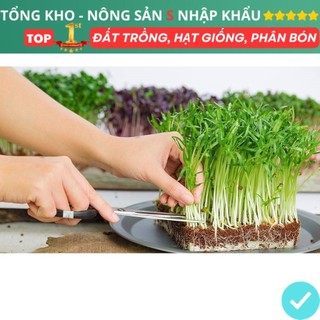 Hạt giống rau mầm củ cải xanh dễ trồng tỉ lệ lên mầm cao