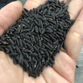 Hạt giống lúa nếp than, tím than 0,5kg _Tập làm vườn cùng Mạc Kỳ Lâm