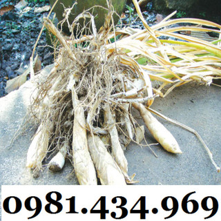 Củ Bình Tinh (Dong Đao, Dong Tróc, Mì Tinh) 01KG Chất Chuẩn Chất