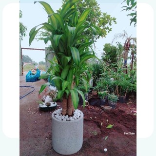 Chậu cây phát tài bộ