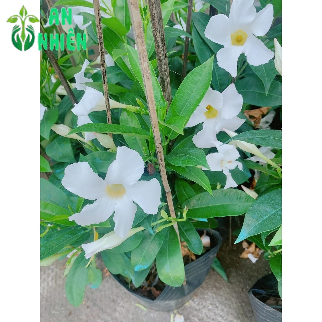 (Hỏa Tốc) Cây Tuyết Anh(Huỳnh Anh Trắng,trang đài trắng)