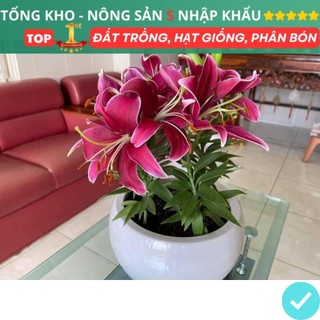 Củ ly lùn thơm chuẩn hà lan F1 size 13/15 nhiều màu nở đẹp