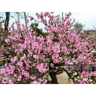 Cây đào mộc châu - cây giống -chuẩn