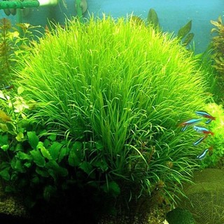 Hạt giống cỏ lúa thủy sinh ( gói 10g )