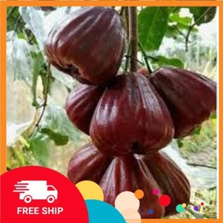 Cây giống roi đỏ , mận đỏ thái lan không hạt chuẩn giống