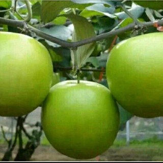 CÂY GIỐNG TÁO THÁI 50CM.ĐANG CÓ HOA - Cây Giống Khỏe