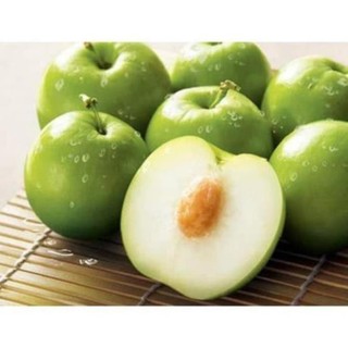 Cây giống táo thái lan - cây giống khỏe