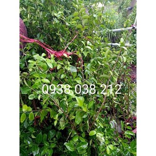 CÂY GIỐNG SƠ RI (cho trái sau 1 năm)