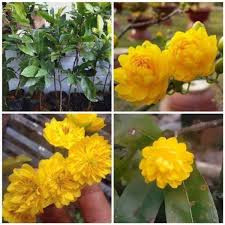 Cây giống hoa mai vàng đại lộc32 cánh