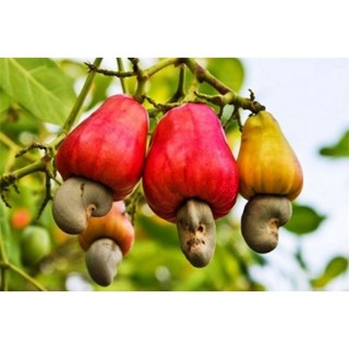 Cây giống điều đỏ - cây giống chuẩn