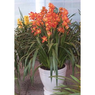 Củ hoa địa lan santo đỏ - 1 củ - DC (cho hoa sau 20-25 ngày trồng)