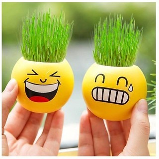 200 Hạt giống lúa nước trồng trang trí
