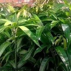 Giống cây xoài Cát Chu siêu sớm - Cây Giống Khỏe