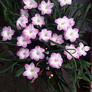 Huệ mưa Lily pies - Chuẩn Màu Hoa
