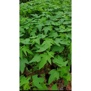 10 cây đu đủ đực siêu hoa