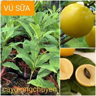 Giống cây vú sữa hoàng kim