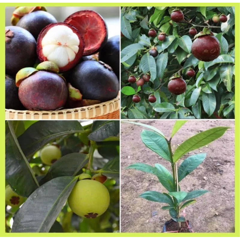 Cây giống măng cụt(1 cây) (cho trái sau 1 năm)