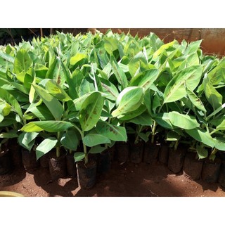Cây giống Chuối Thanh Tiêu [ CÂY ĐẸP KHỎE 50 CM ] [ GHN ]