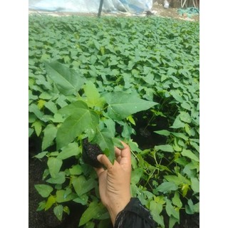 10 cây đu đủ đực siêu hoa