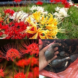 CỦ HOA BỈ NGẠN nhiều màu