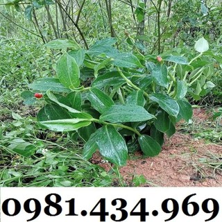 Củ Mía Dò (Cát Lồi) 01KG Tự Nhiên Đẹp