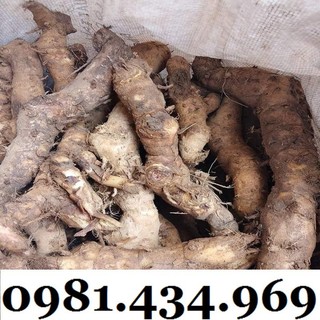 Củ Mía Dò (Cát Lồi) 01KG Tự Nhiên Đẹp