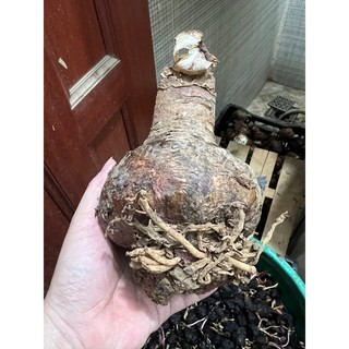 củ hoa lan Huệ đỏ sọc màu mới (cho hoa sau 20-25 ngày trồng)