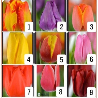 Combo 10 củ tuylip mix màu - Chùm Củ Giống