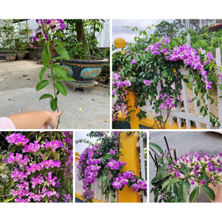 Cây giống hoa lan tỏi cây sẵn hoa _chuẩn