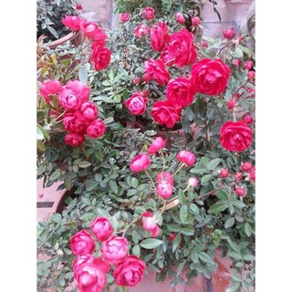 Gốc Hoa Hồng trứng SIÊU HOA - đễ trồng -dễ chăm sóc, hoa quanh năm ( mua 5 gốc tăng kích rễ mầm)