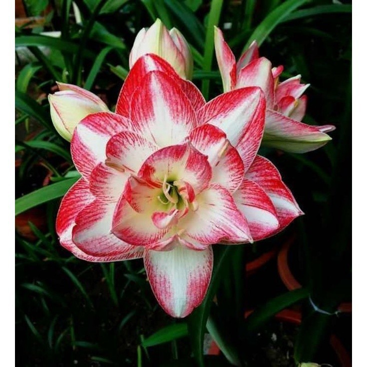 Lan huệ cánh kép-lan huệ tây Amaryllis Just Wonderful _Củ đang có nụ(ngậm nụ) hoa sau 20 ngày _Vườn hoa Thanh Thủy HB