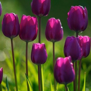 Củ hoa tulip màu tím _củ giống tốt