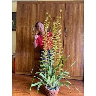 Hoa lan vũ nữ mật ngọt _Chuẩn giống
