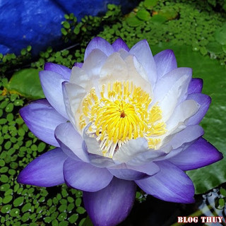 Củ hoa súng úc tím - 10 hạt giống mầm súng úc nảy mầm 100% siam purple - củ giống 19