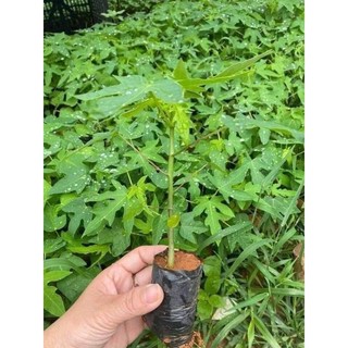 10 cây đu đủ đực siêu hoa