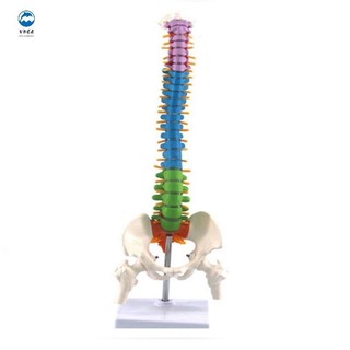 Mô hình cột sống giải phẫu cơ thể người 45cm dành cho học sinh