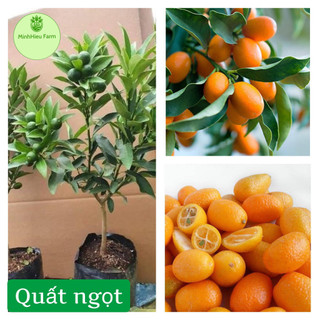 Cây Quất ngọt Thái sẵn quả giống quất mới du nhập về Việt Nam, được nhiều người săn tìm _chuẩn giống
