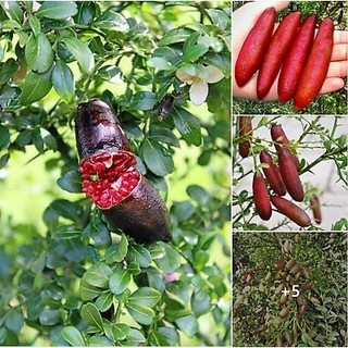 Cây giống tranh trứng cá hồi - cây giống tốt