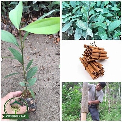 CÂY QUẾ GIỐNG -CÂY CAO 30-40CM(ảnh thật)