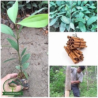 Cây quế giống -cây cao 30-40cm