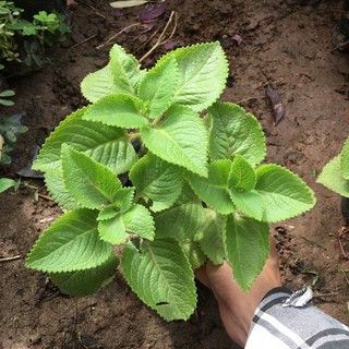 Cây húng chanh - cây gia vị hương thơm
