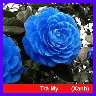 Cây hoa trà my