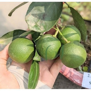 CÂY GIỐNG CAM DÂY SIÊU QUẢ. Freeship Xtra]